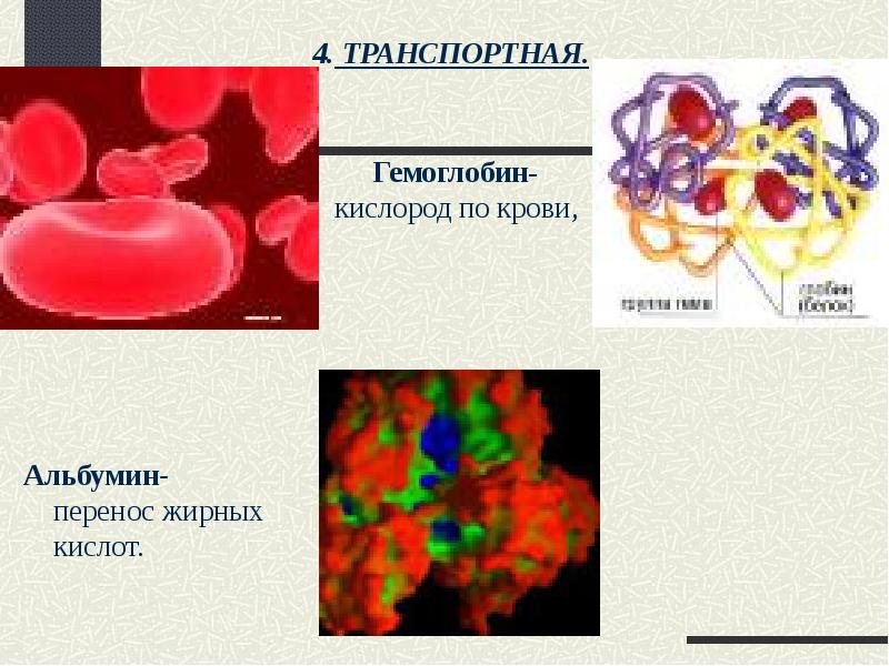 Дашков презентации по биологии