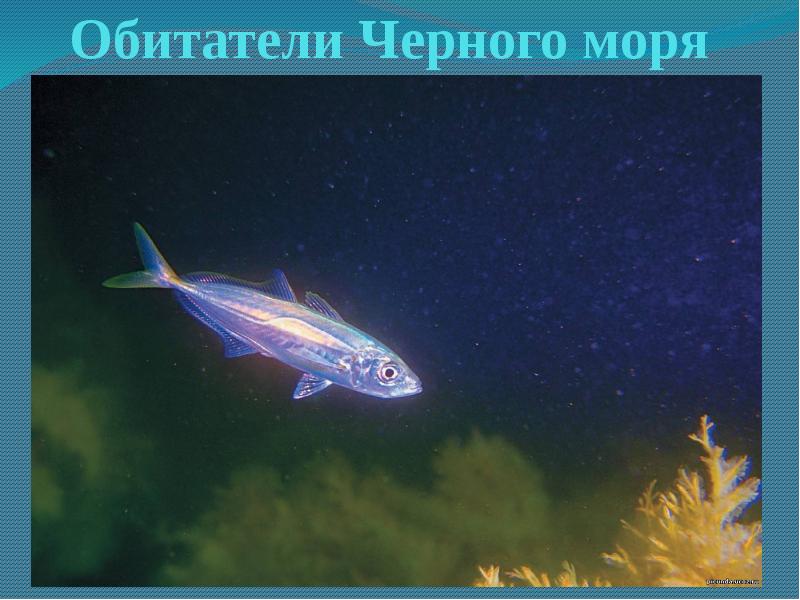 Обитатели черного моря картинки для детей