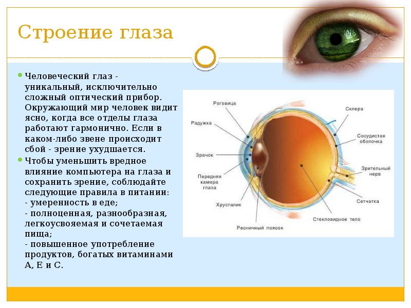 Глаза это орган чувств. Орган зрения строение глаза. Строение органа зрения. Зрение строение глаза. Строение человеческого глаза.
