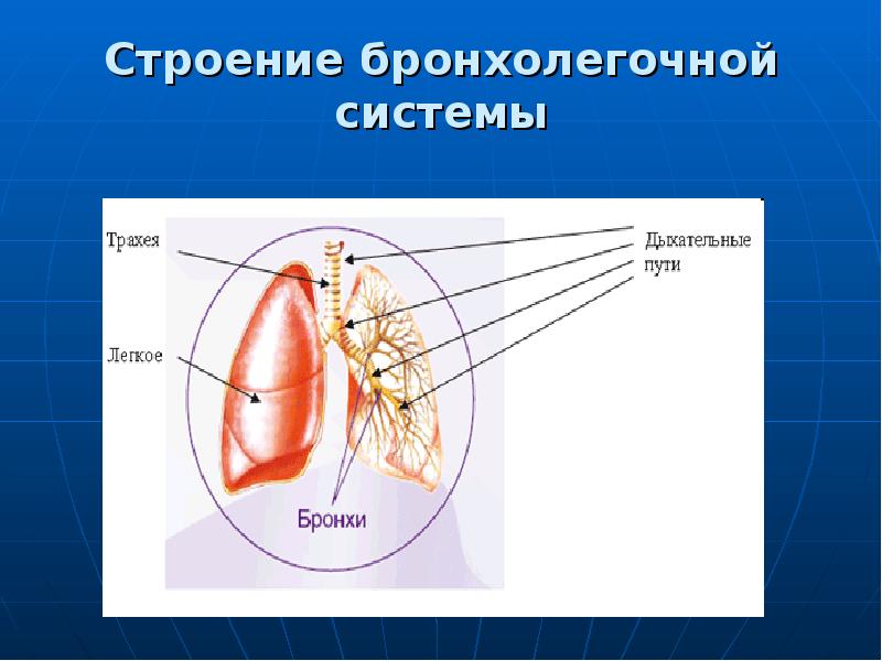 Бронхолегочная система человека фото