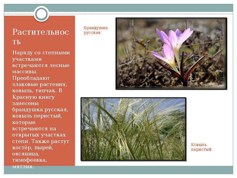 степные растения занесенные в красную книгу. тюльпан шренка в оренбургской области красная книга. растения степи в красной книге. краснокнижное растение в степной зоне. степные растения красной книги.