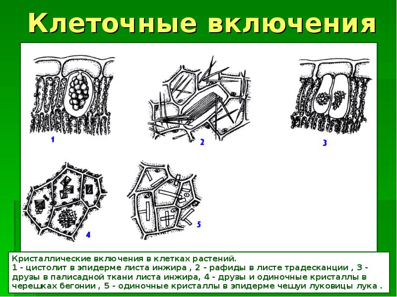 Клеточные включения функции