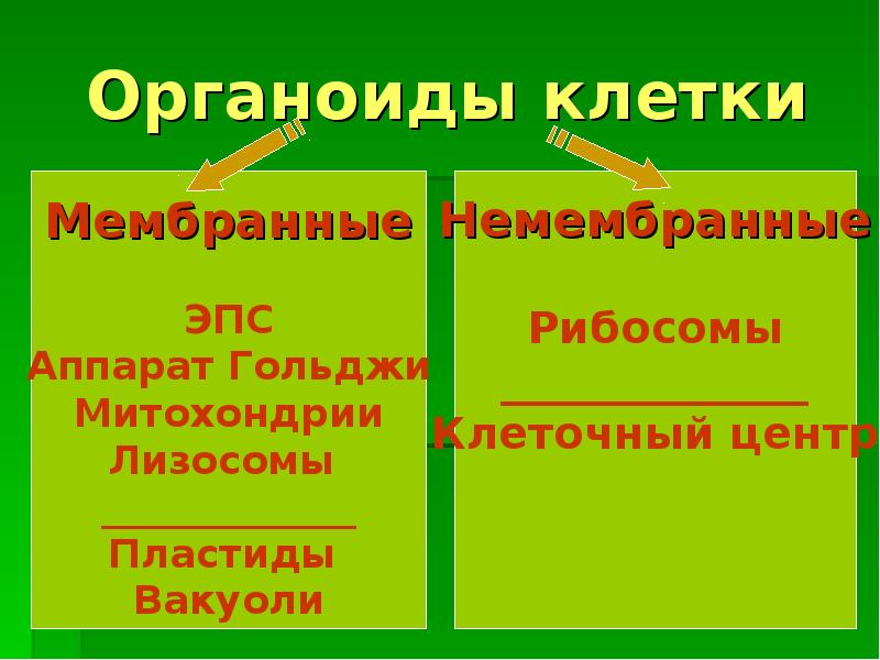 Клеточный центр мембраны. Не мембранный органоид клетки. Клеточный центр мембранный или немембранный.