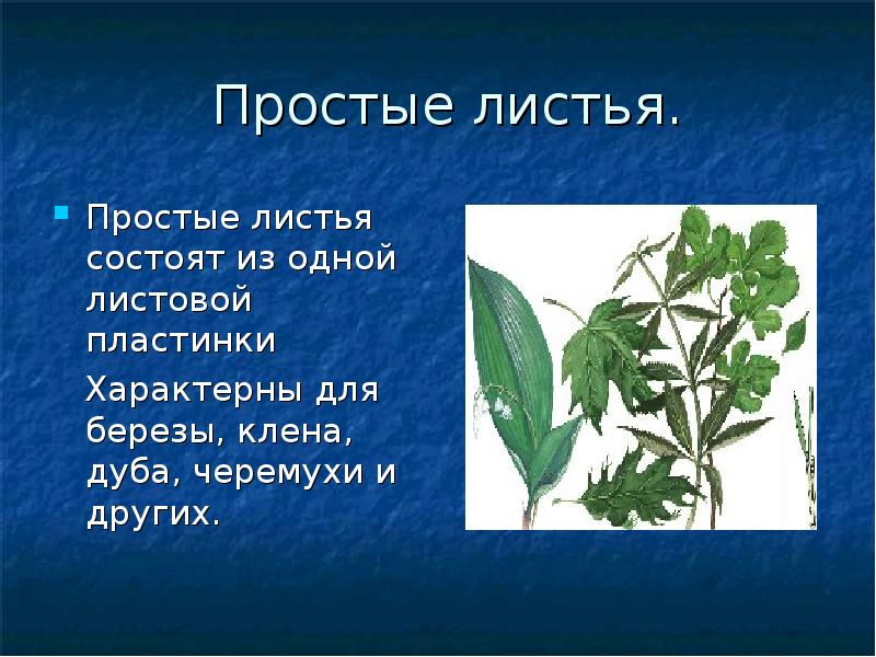 Sambucus nigra рисунок. Сложный лист рябины. Простой лист у черемухи рябины гороха картофеля. Простой лист состоит из листовой пластинки и. Простой лист у черемухи рябины гороха картофеля.