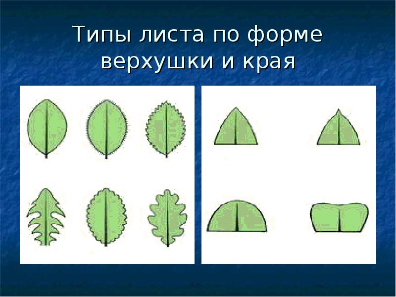 Типы листьев по форме. Тип листа. Форма верхушки листовой пластинки. Верхушка листовой пластинки. Край листовой пластины.