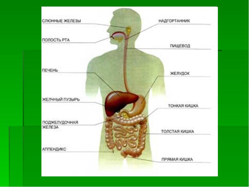 Органы пищеварительной системы картинка
