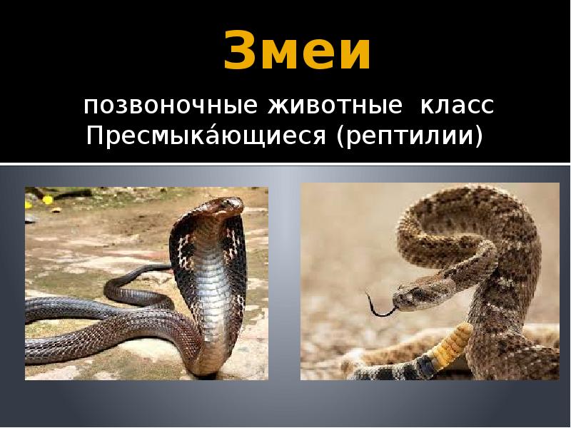 Проект про змей 4 класс