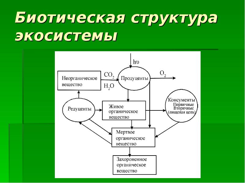 Экосистемы компоненты экосистем презентация. Экосистема структура экосистемы. Биотическая структура экосистем. Биогеоценоз и структура биогеоценоза. Структура экосистемы таблица.