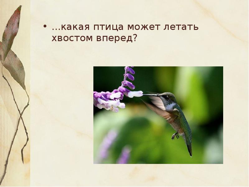 Какая птица может летать хвостом вперед