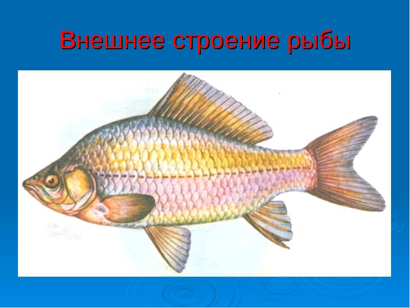 Русский 7 класс рыба
