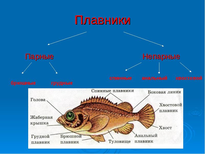 Окраска туловища плавников