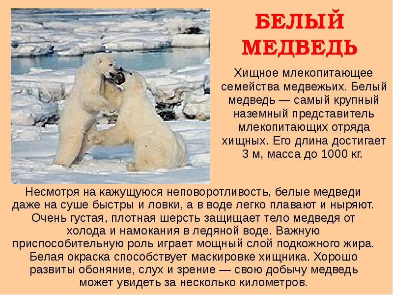 Внешний вид белого медведя кратко 60 фото - ZooClever.ru