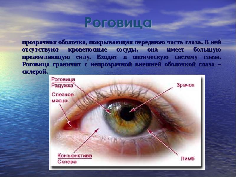 Белочная оболочка глаза прозрачна отметьте верные