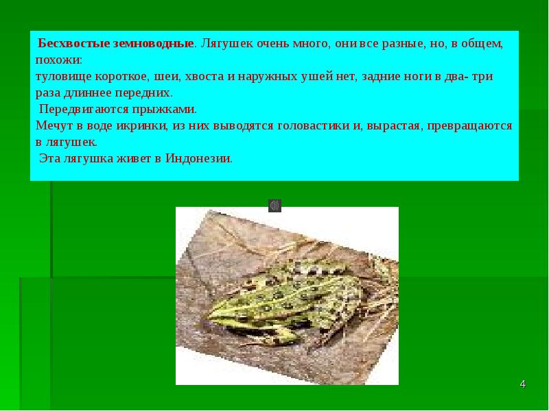 Кроссворд земноводные биология. Класс земноводные отряд бесхвостые. Представители бесхвостых земноводных. Развитие бесхвостых земноводных. Отряд бесхвостые земноводные примеры.