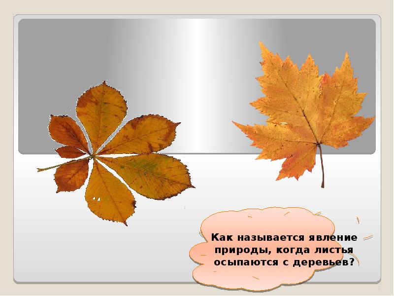 Листья первый класс. Лист для презентации. Презентация что это за листья. Разные листья презентация 1 класс. Лист дерева для презентации.