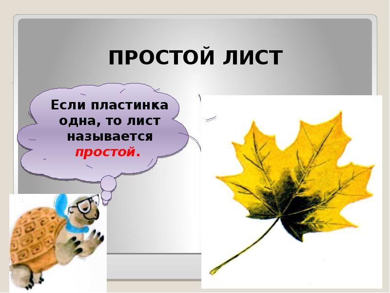 Том лист. Как называется одна страница презентации. Чьи это листья презентация. Как называется одна страница слайда. Как называется презентация на листочке.