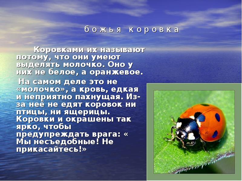 Назван потому что. Клички для коровок. Едкая кровь Божьей коровки что значит. Почему пруд называется коровка. Не коровку а что они едят.