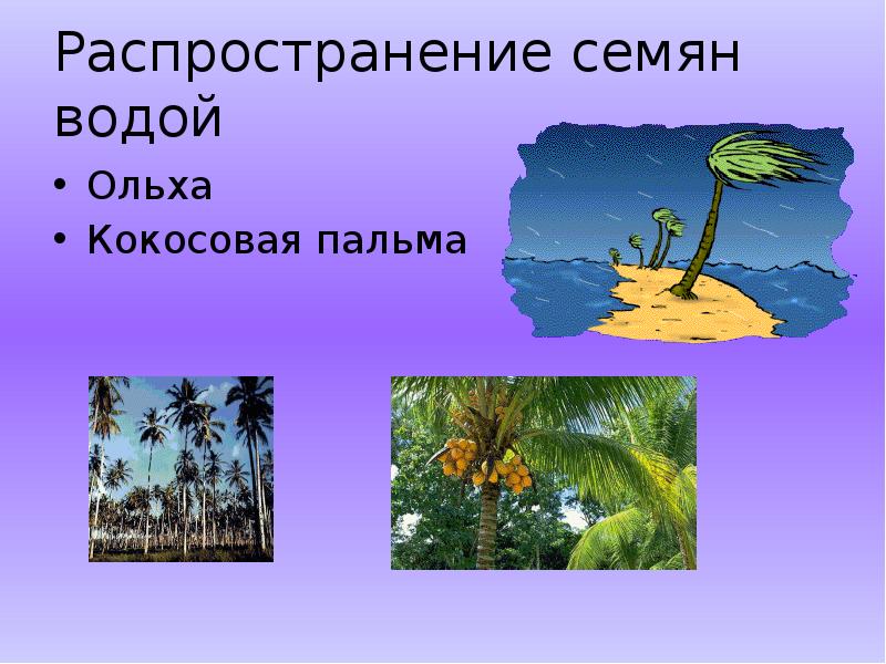 Распространение семян. Распространение семян с помощью воды. Распространение плодов с помощью воды. Распространение плодов и семян с помощью воды. Кокосовая Пальма распространение семян.