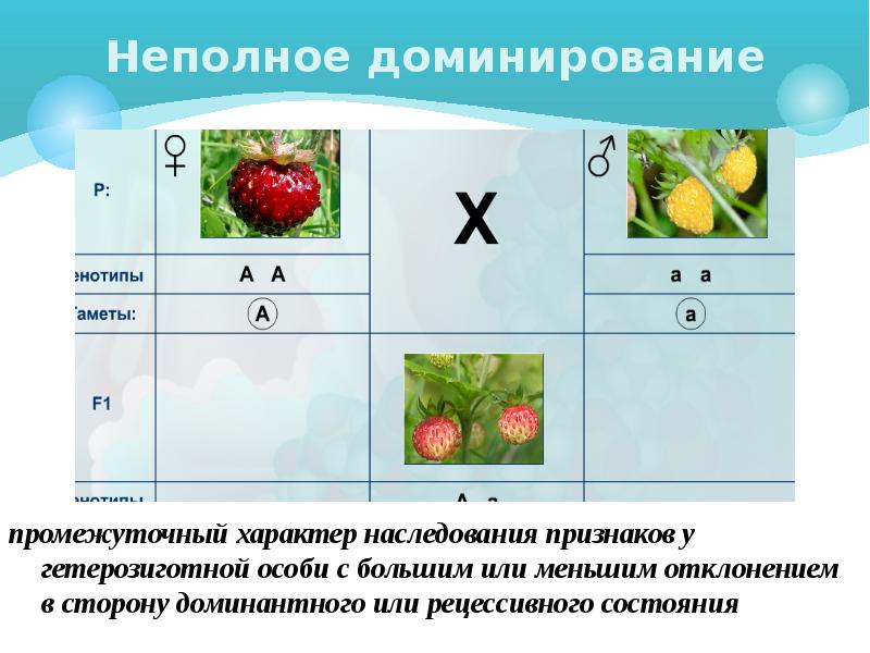 Гетерозиготное скрещивание при неполном доминировании. Неполное доминирование и промежуточное наследование. Неполное доминирование признака. Промежуточное наследование признаков. Промежуточный характер наследования.