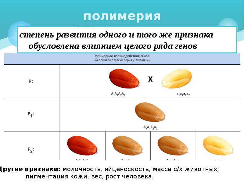 Взаимодействие генов презентация на английском