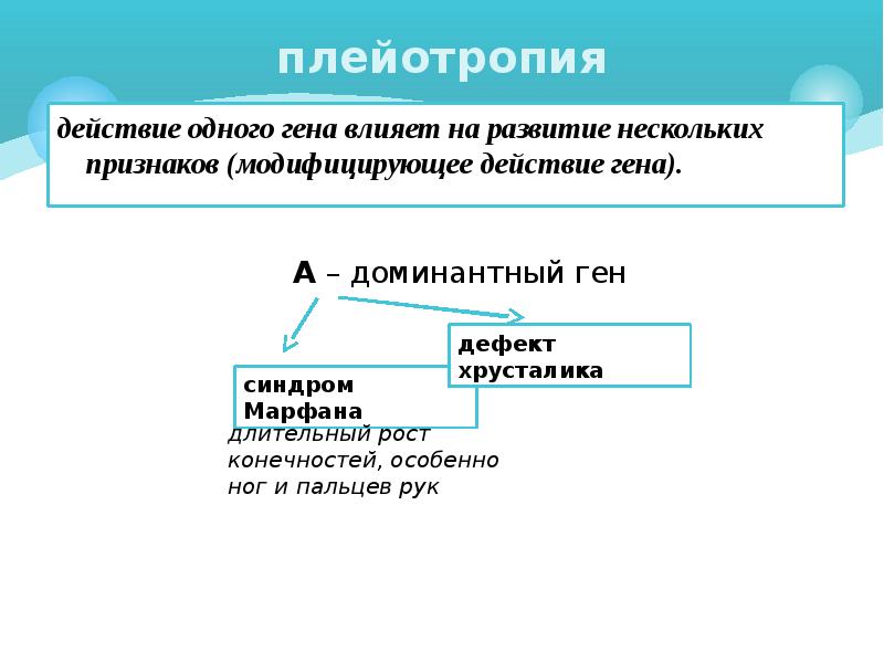 Какие гены проявляют свое действие в первом