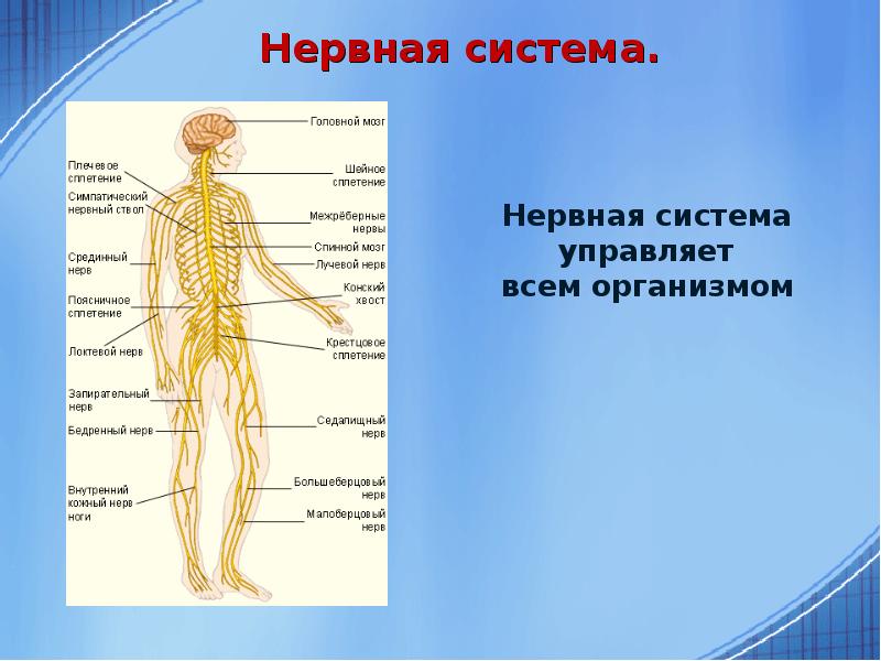 Строение организма человека 8 класс презентация пасечник