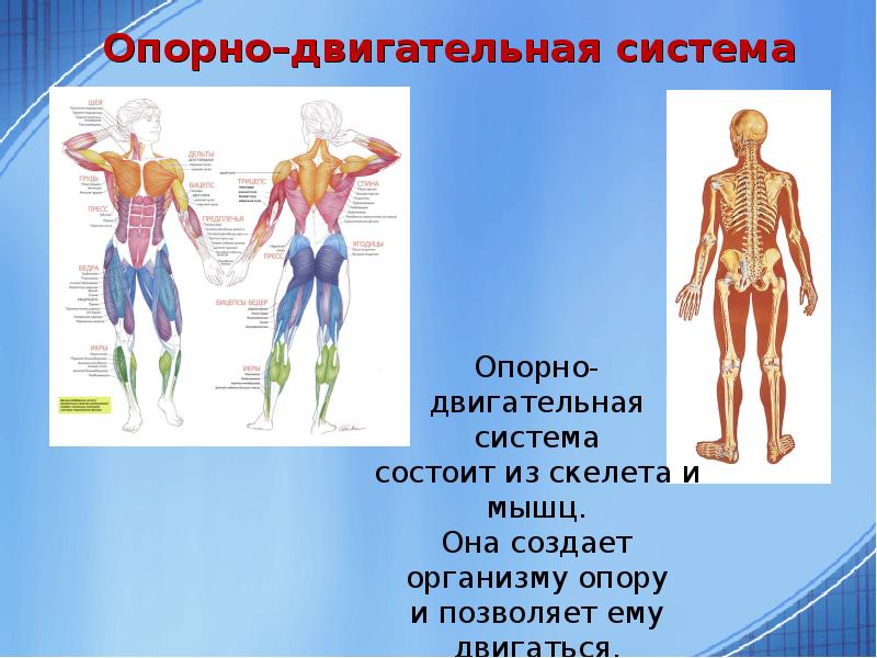 Презентация про человека