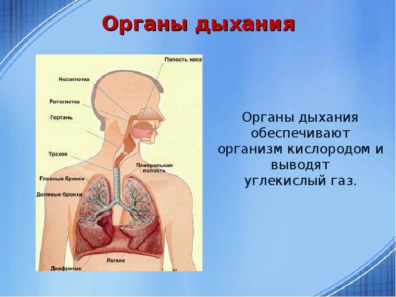 Проект органы дыхания 3 класс