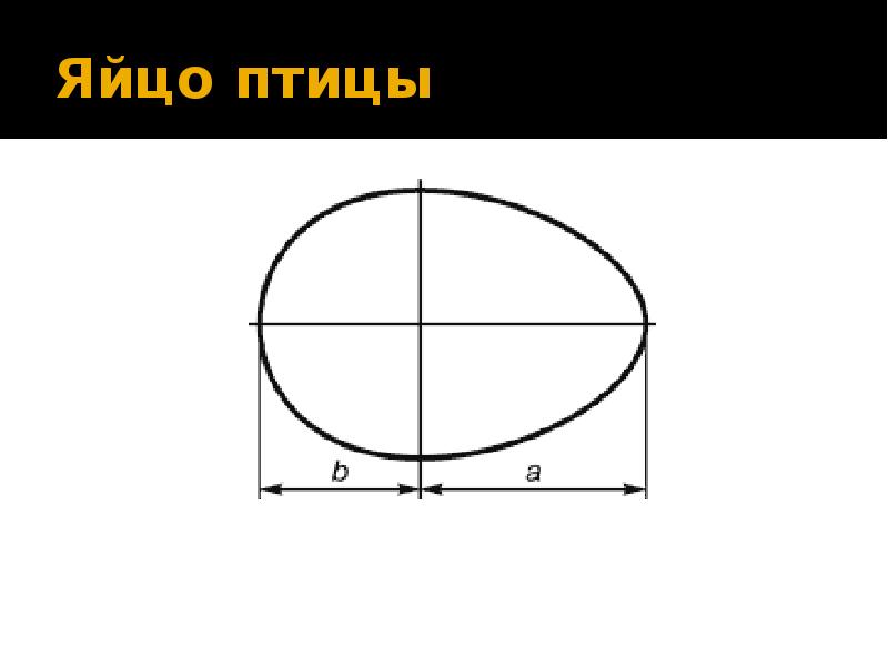 Чертеж яйца с размерами