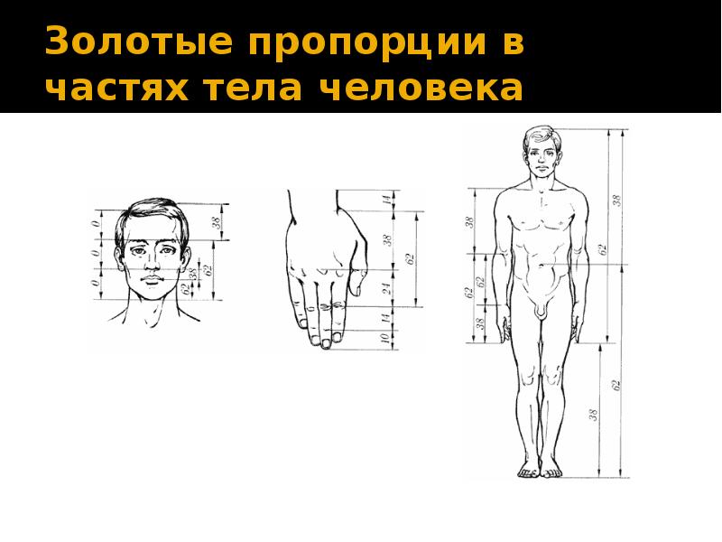 Пропорции человека в частях