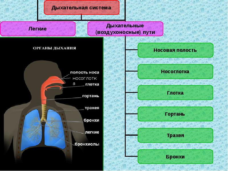 Носовое дыхание. Органы дыхания легкие. Дыхательная система воздухоносные пути легкие. Воздухоносные пути гортань. Возникновение легочного дыхания.