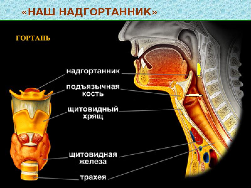 Строение гортани и трахеи человека. Надгортанник и щитовидный хрящ. Трахея надгортанник анатомия. Надгортанник хрящ анатомия. Гортань хрящи надгортанник.