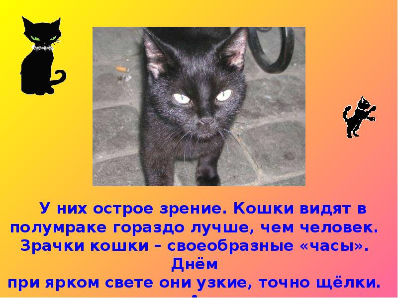 Описание черной кошки. Ночное зрение у кошек. Зрение кошки ночью. Как кошки видят в темноте. Рассказ о черном коте.
