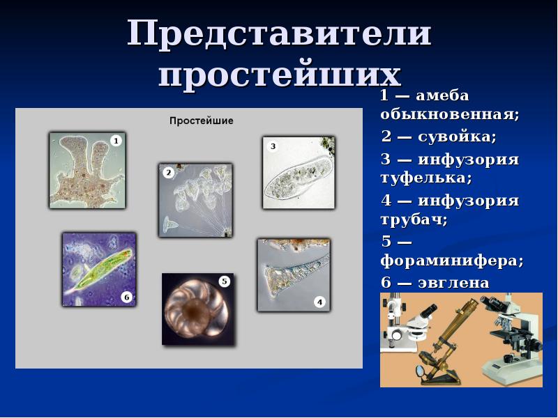 Простейшие представители. Представители простейших животных. 3 Представителя простейших. Кто представитель простейших. Простейшие