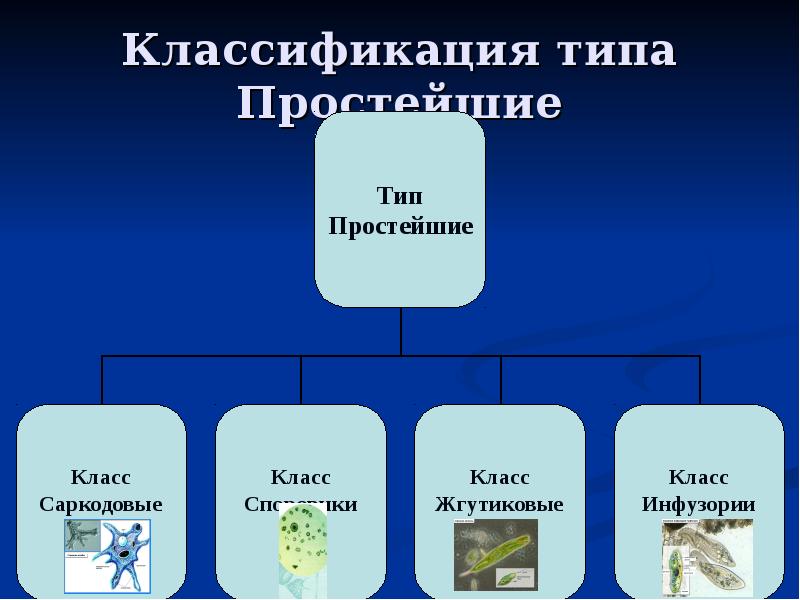 Презентация классификация животных