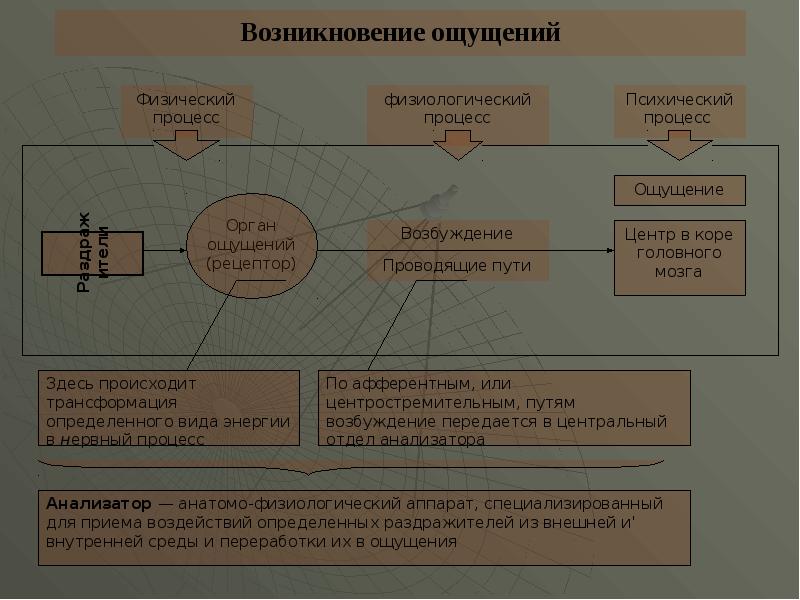 Познавательные процессы 8 класс презентация