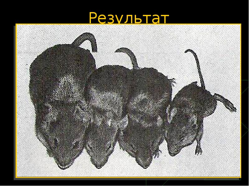 Мышь рост. Первые трансгенные мыши. Трансгенная мышь с геном роста. Трансгенные мыши с крысой. Геном крысы.
