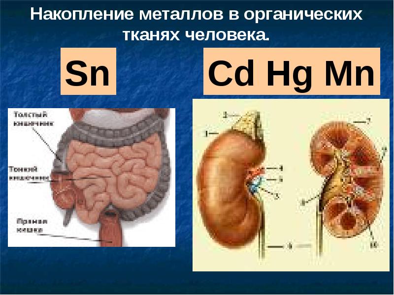 Презентация металлы в организме человека