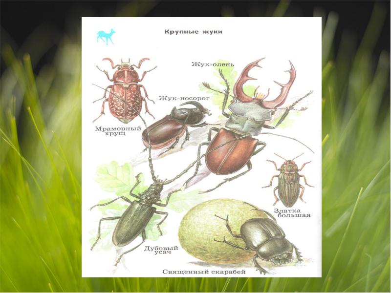 Природная зона жука. Примеры крупных Жуков.