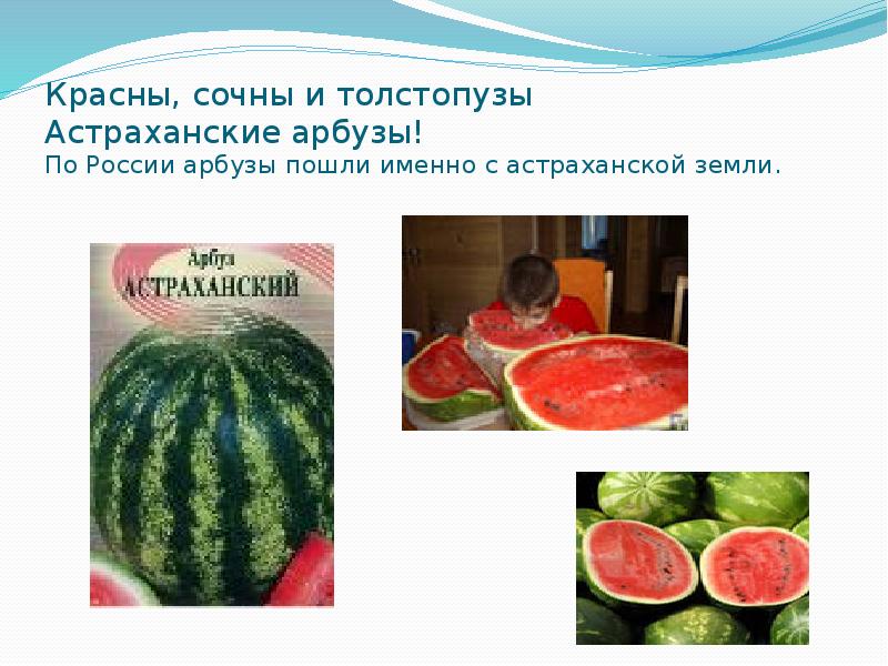 Красны, сочны и толстопузы Астраханские арбузы! По России арбузы пошли именно Красны, сочны и толстопузы Астраханские арбузы! По России арбузы пошли именно