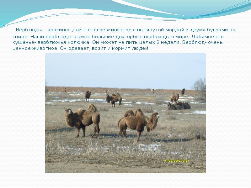 Верблюды – красивое длинноногое животное с вытянутой мордой и двумя буграми Верблюды – красивое длинноногое животное с вытянутой мордой и двумя буграми