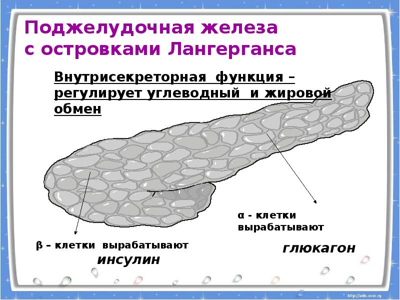 Островки лангерганса это