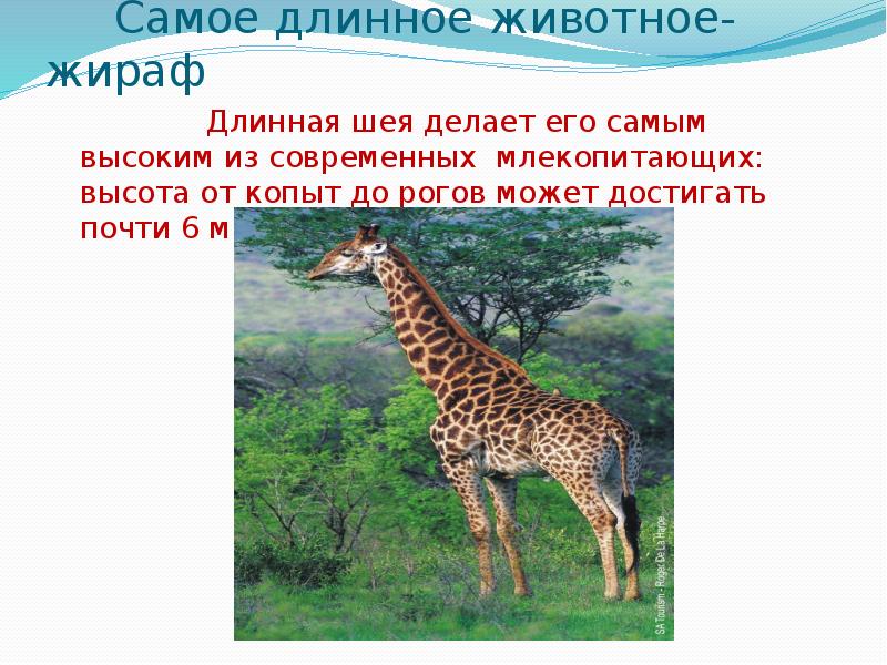 Наиболее длинным