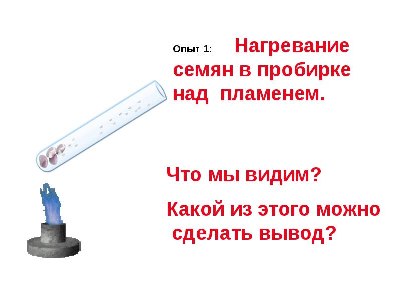 Можно нагревать. Нагревание семян в пробирке над пламенем. Опыт нагревание семян в пробирке. Опыт с нагреванием воды в пробирке. Опыт обнаружение воды.