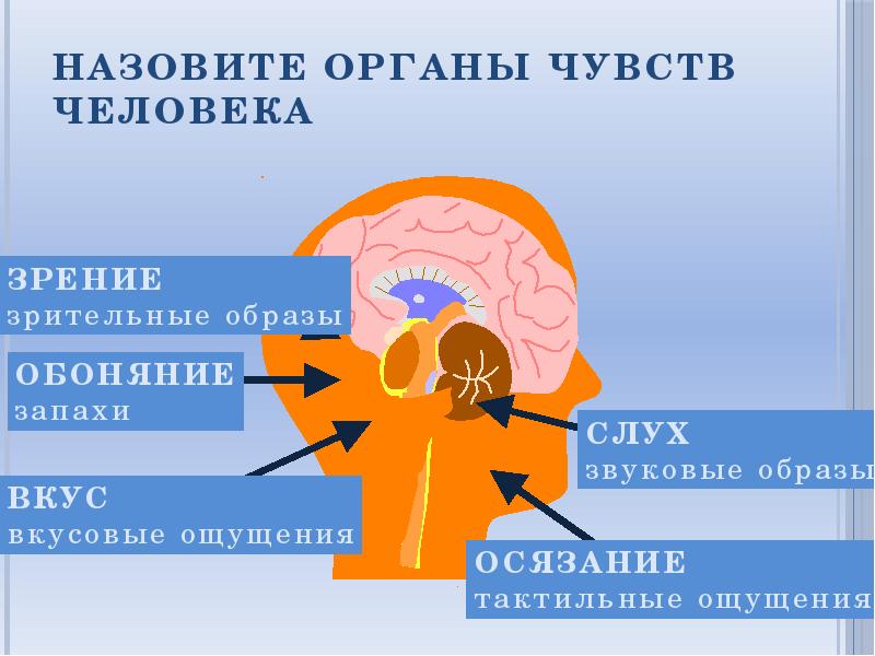 6 чувств человека