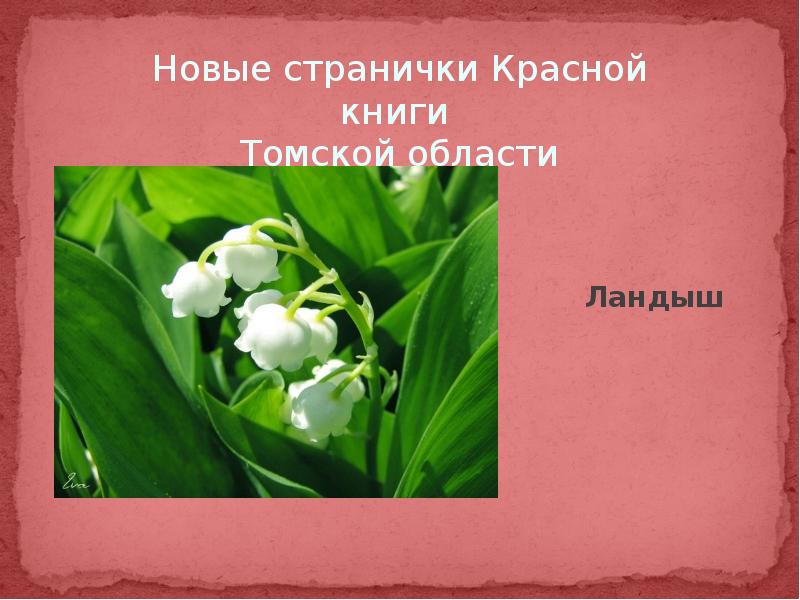 Какие растения и животные занесены в красную. Растения Томской области занесенные в красную книгу. Растения из красной книги Томской области. Томск растения красной книги. Цветы красная книга Томской области.