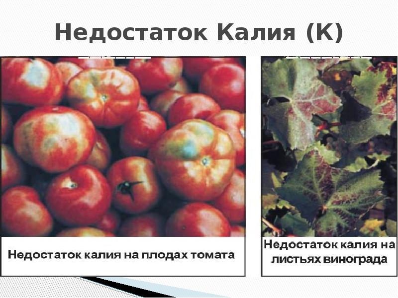 Признаки плодов томата. Недостаток калия у томатов. Нехватка калия у томатов. Недостаток калия на плодах томата. Дефицит калия у томатов.