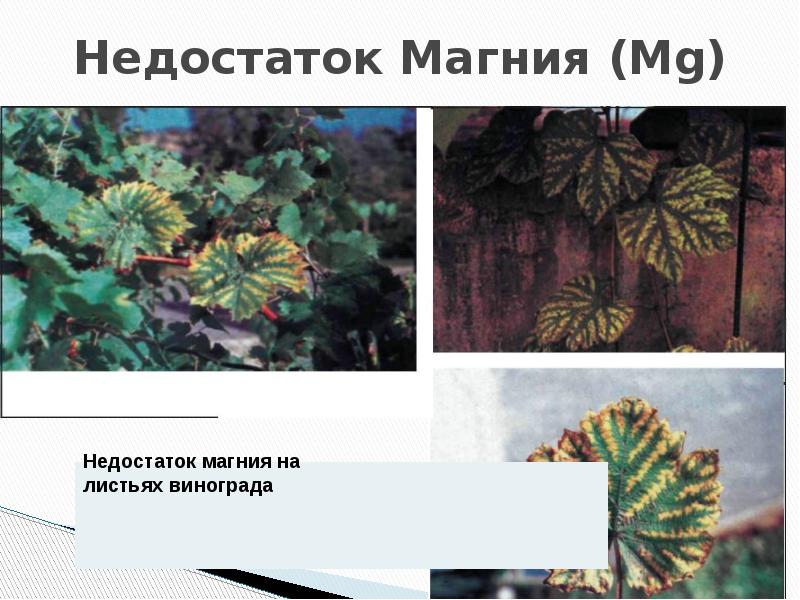 Дефицит магния у растений фото