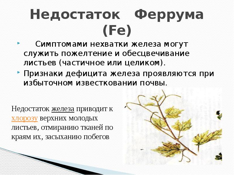 Проявления недостатка железа. Дефицит железа. Прелатентный дефицит железа характеризуется. Признаки дефицита железа. Дефицит железа.