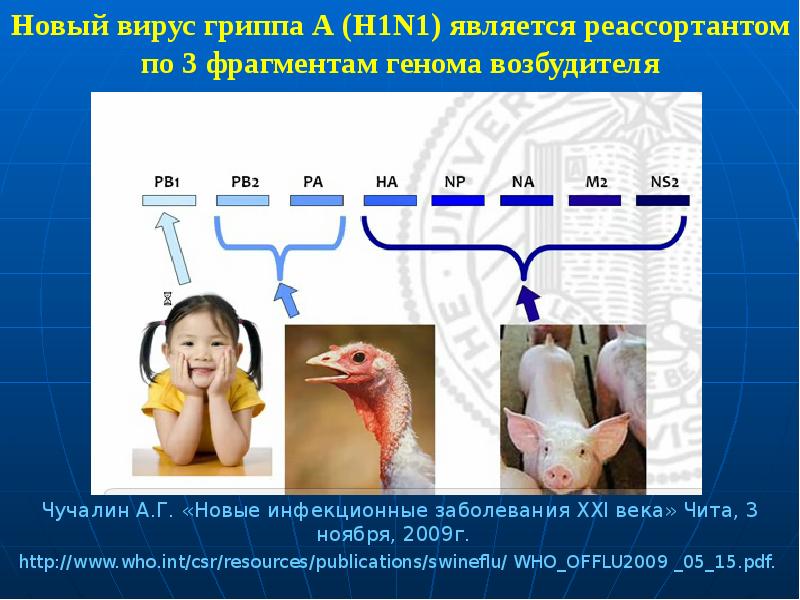 Геном гриппа. Вирус гриппа h1n1. Высокопатогенные вирусы гриппа. H1n1 — серотип вируса гриппа а. Вирус гриппа под микроскопом h1n1.